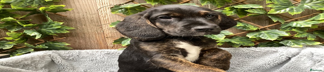 Mixed Breed Puppy 4