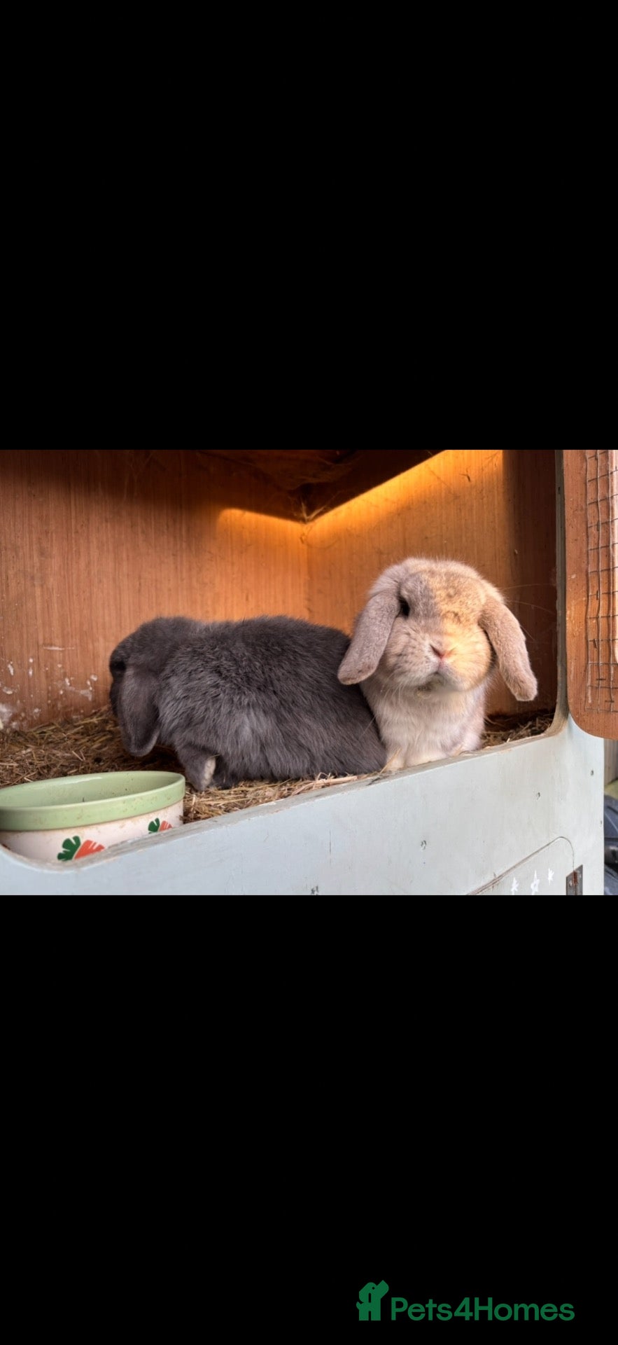 Mini Lop rabbits Two male mini lop rabbits - Advert 13