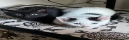Mixed Breed cats for sale: 3 Kittens!! in Birmingham - Advert 6