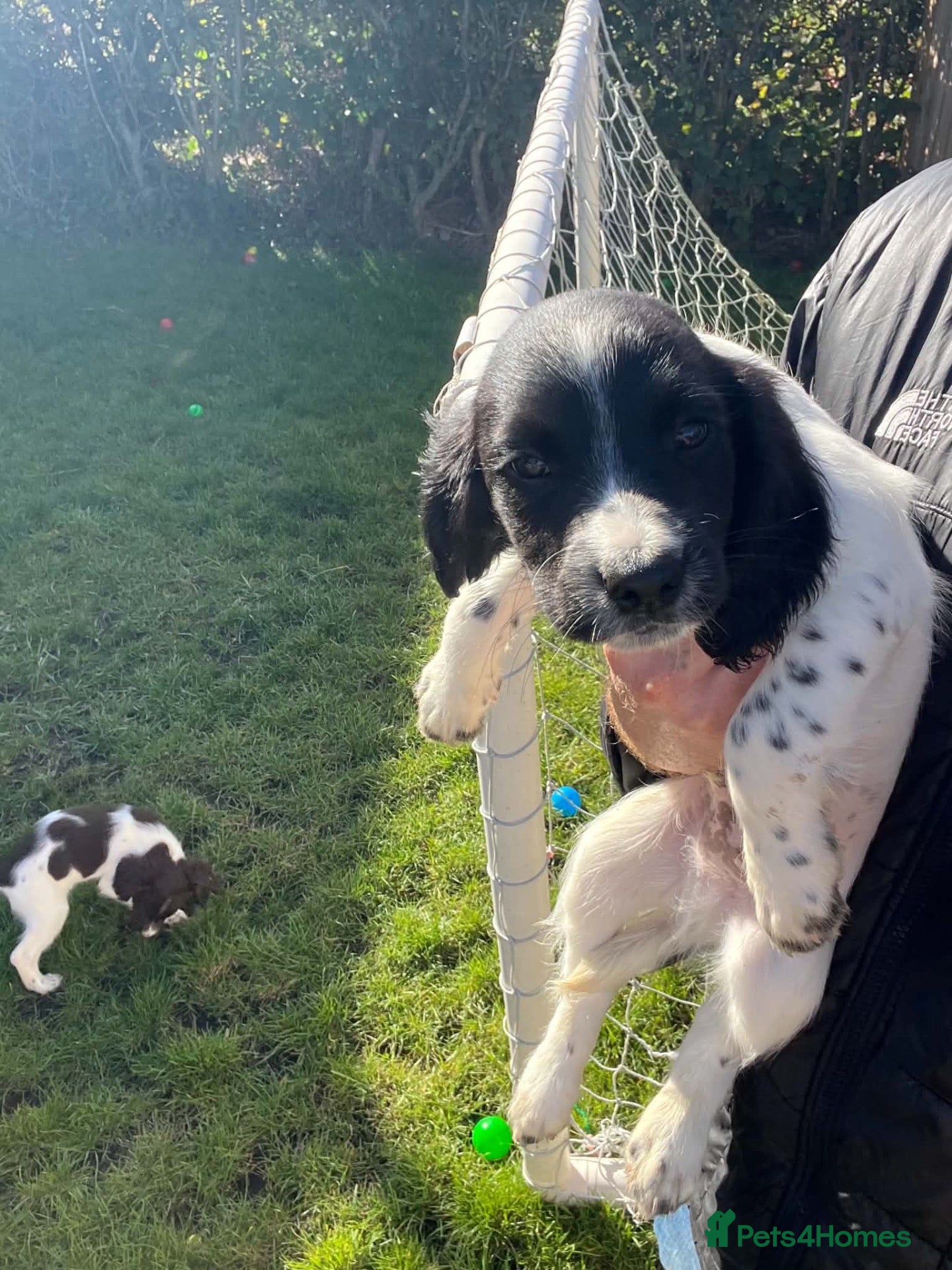 English Springer Spaniel dogs English springer spaniel puppies  - Advert 5
