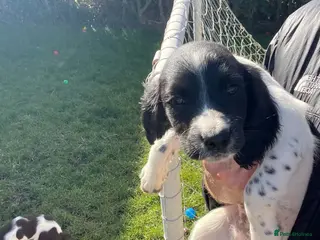 English Springer Spaniel dogs English springer spaniel puppies - Advert 5