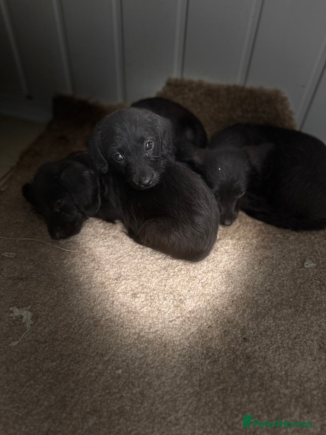 Doxiepoo dogs for sale: Daxi poos - Image 4