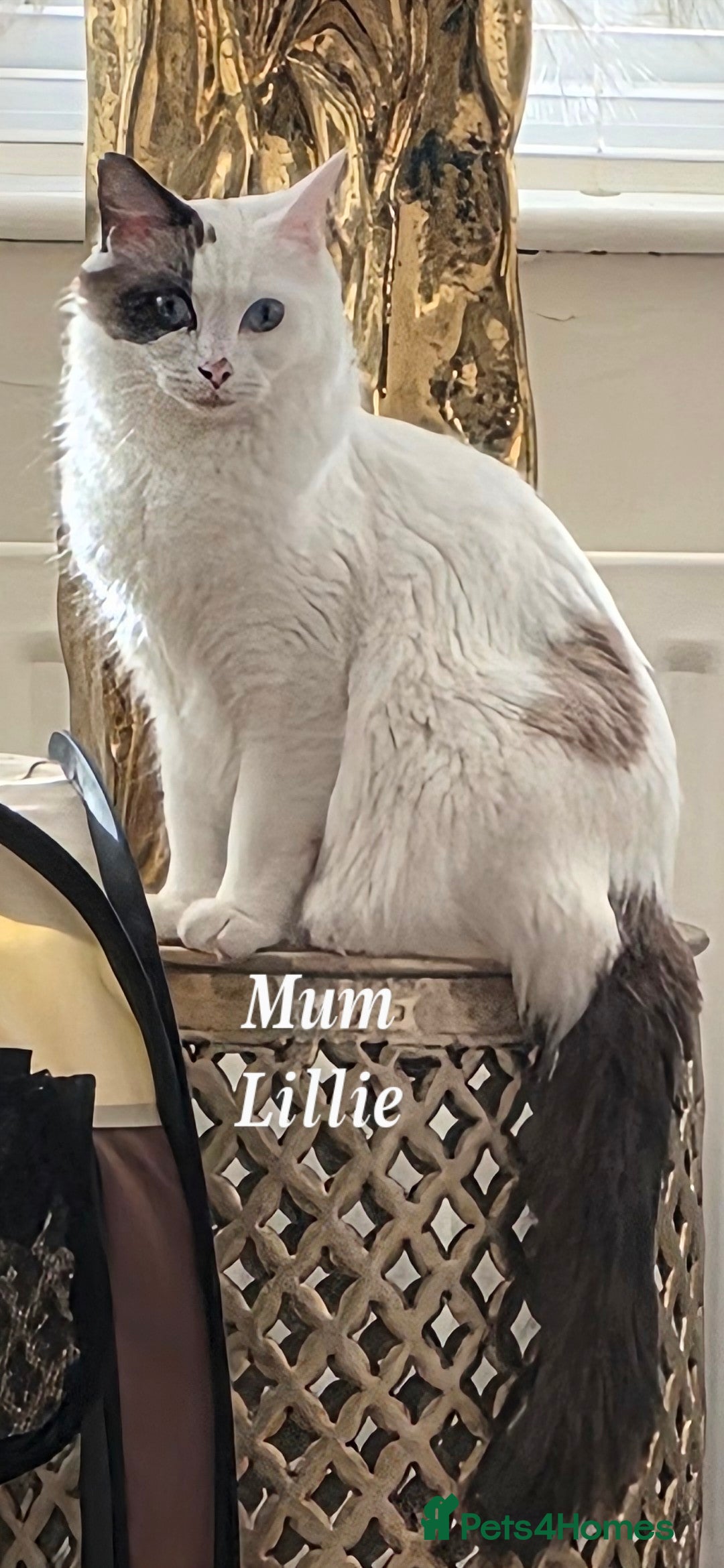 Ragdoll cats for sale: Ragdoll kittens - Advert 3