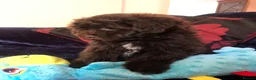 Mixed Breed dogs for sale: shihpoo x maltese puppies for sale - Advert 22