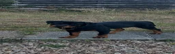 Rottweiler dogs for sale: Rottweiler puppies for show & breeding - Advert 24