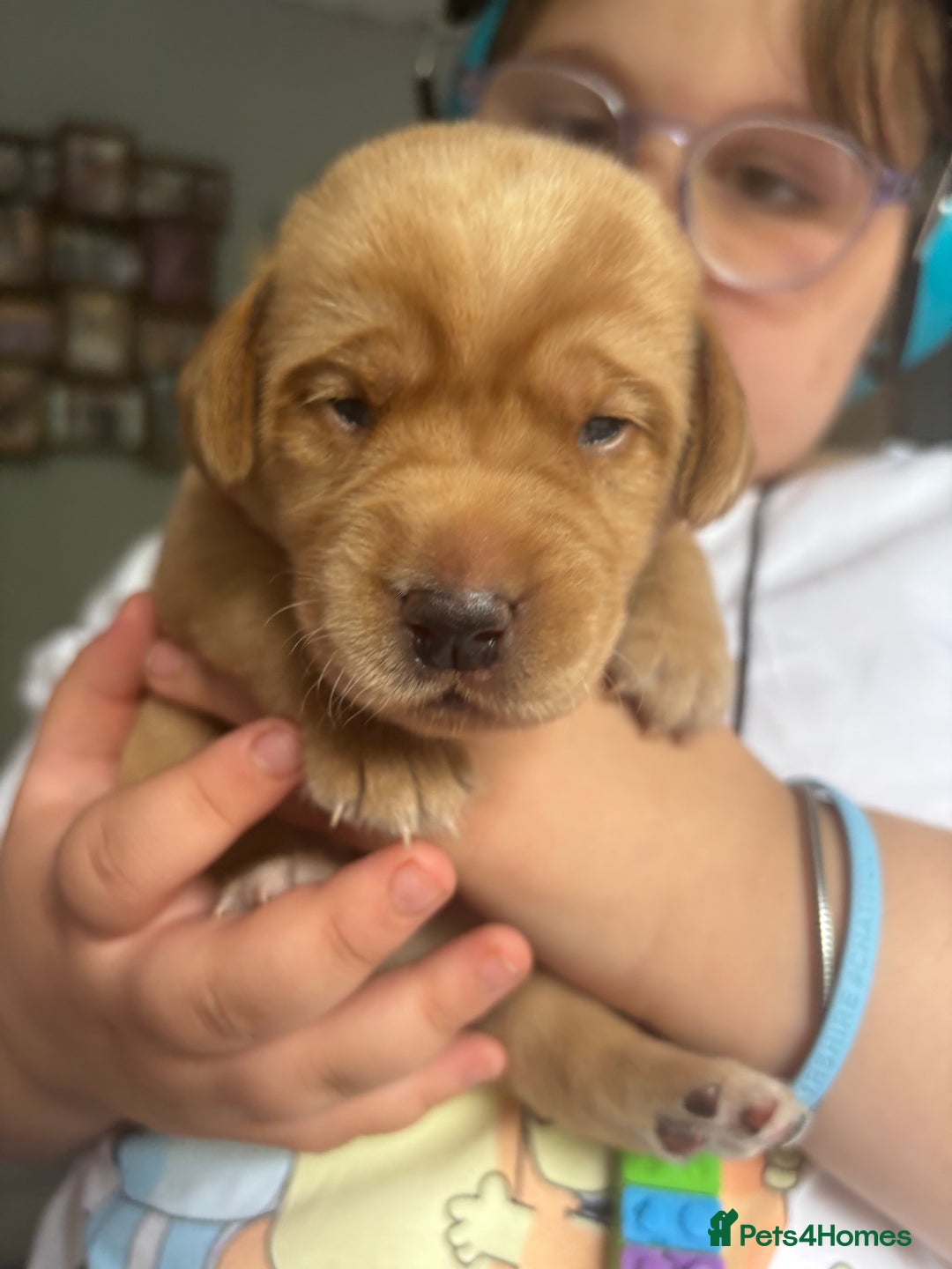 Labrador Retriever dogs for sale: Girl & Boy beautiful lab pups With paperwork  - Image 18