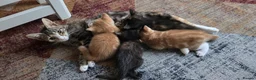 Mixed Breed cats for sale: 4 Beautiful kittens - Advert 6