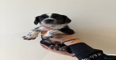 Mixed Breed dogs - Advert 1