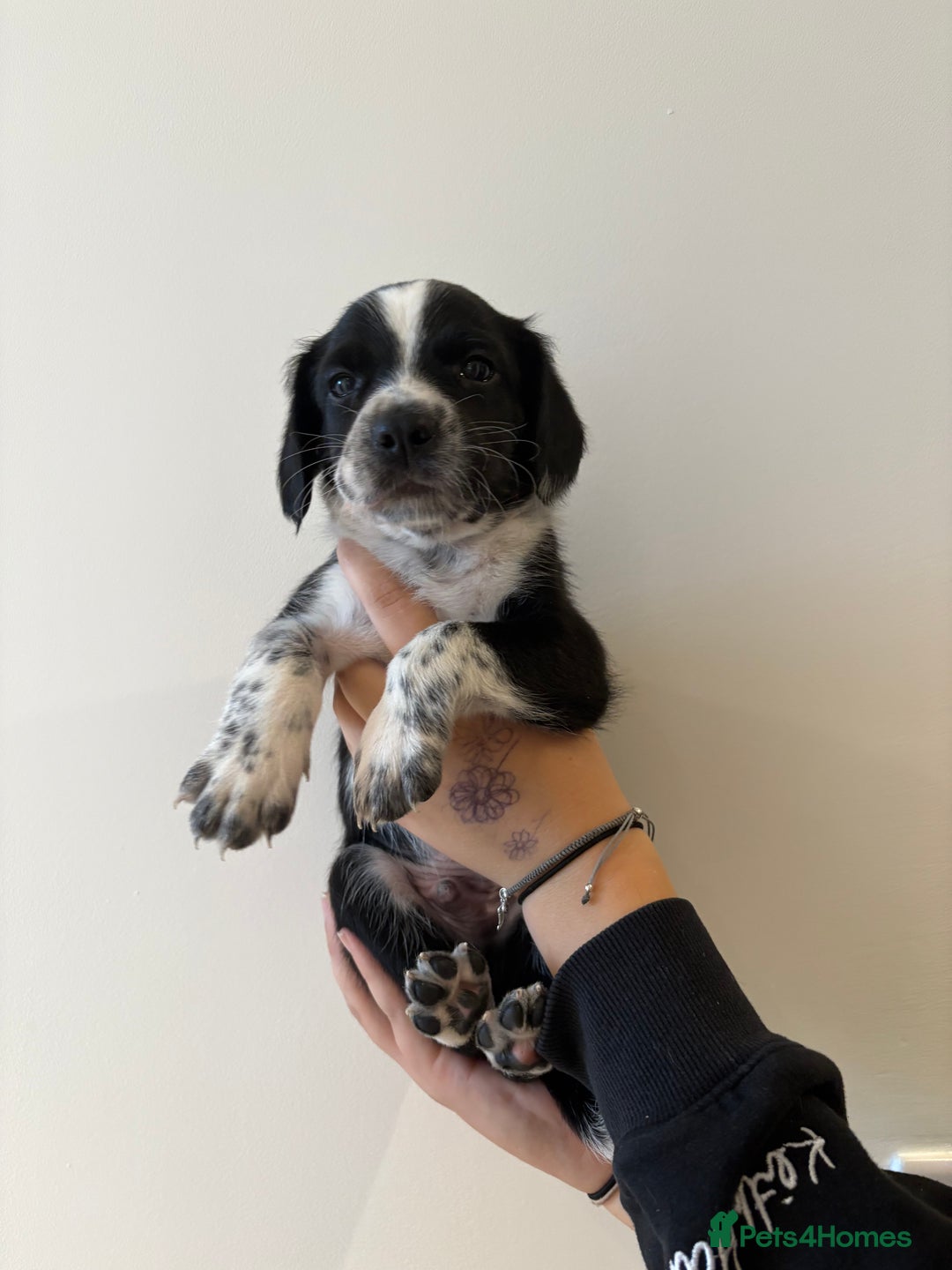 Mixed Breed dogs for sale: Sprollie puppies for sale  - Image 3