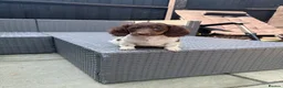 Miniature Dachshund dogs for sale: KC Reg Chocolate Piebald Long Hair Mini Dachshund - Advert 10