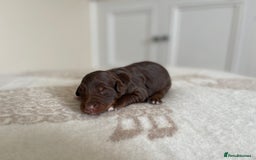 Bordoodle dogs for sale: OUTSTANDING *TRI COLOUR* MINIATURE BORDOODLES - Image 29