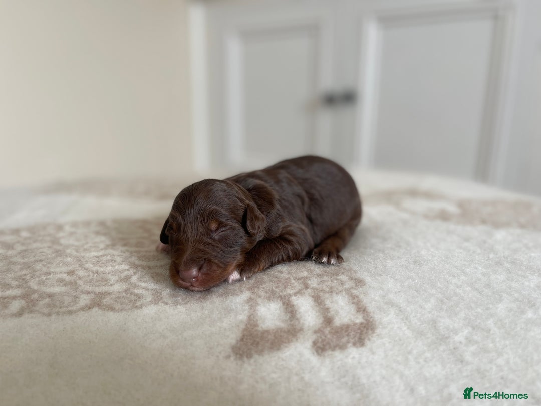 Bordoodle dogs for sale: OUTSTANDING *TRI COLOUR* MINIATURE BORDOODLES - Image 29