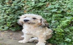 Shihpoo dogs for sale: STUNNING “ MALSHIPOO” BOYS ~READY NOW  - Image 10