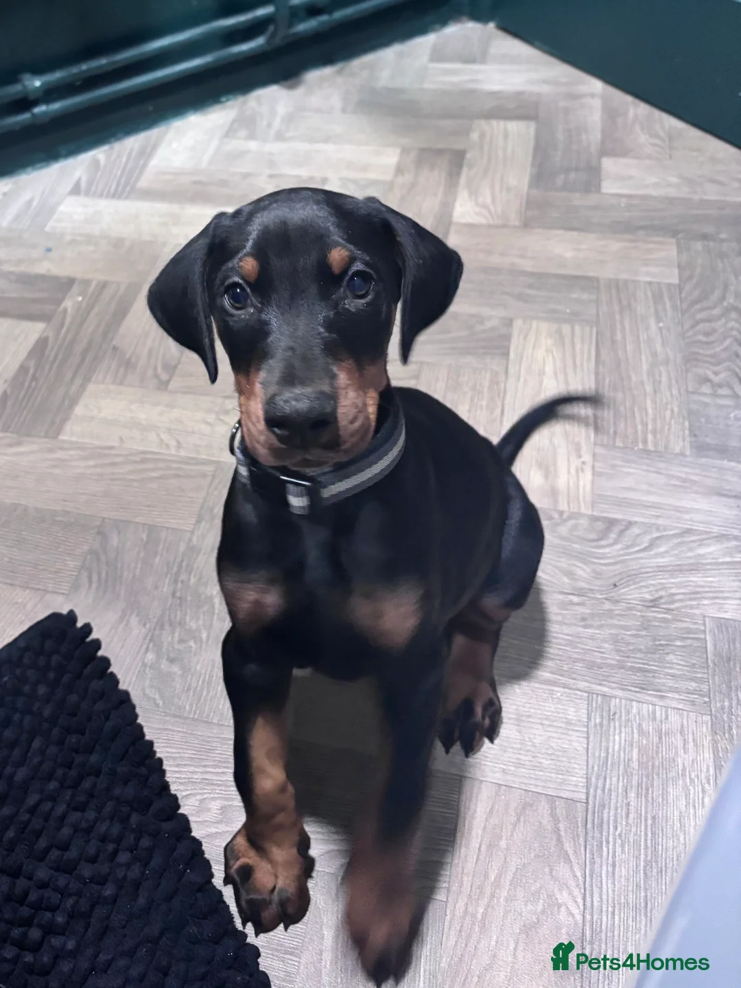 Dobermann dogs for sale: Doberman male  - Advert 6
