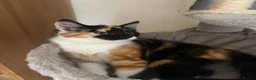 Mixed Breed cats for sale: Calico kitten  in Holsworthy - Advert 4