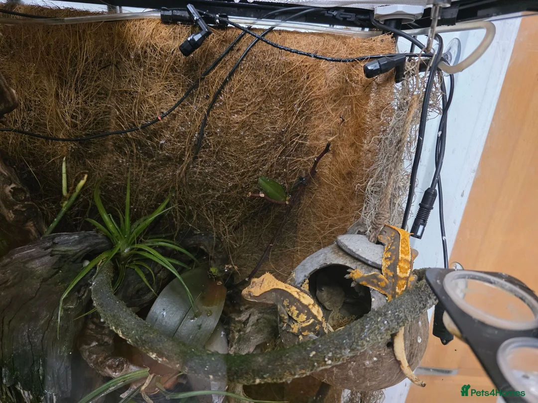 Gecko reptiles for sale: Juvenile Crested Geckos in Runcorn - Advert 2