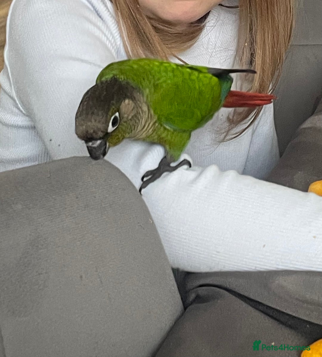 Conures birds for sale: Hand reared very tame conure - Image 10