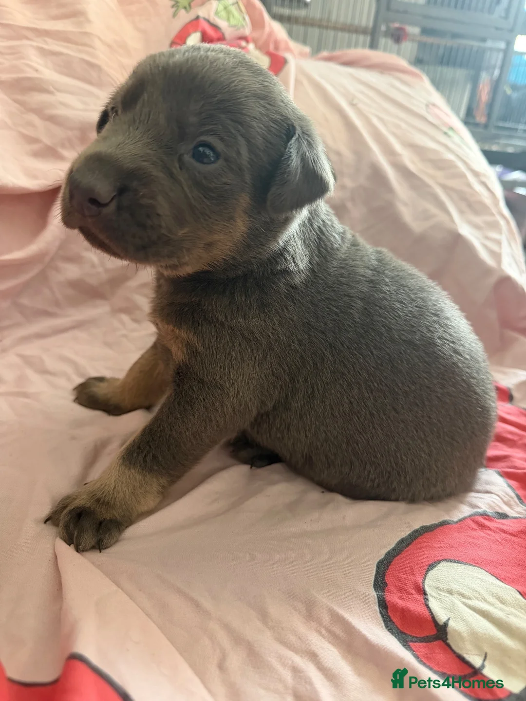 Labrador Retriever dogs for sale: Beautiful lab Puppys  - Advert 2