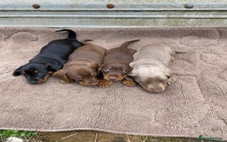 Dachshund dogs for sale: Dachshund  - Image 1