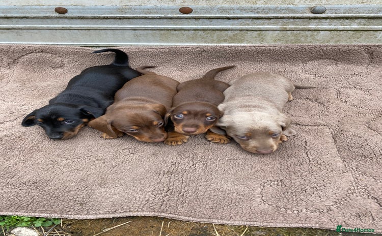 Dachshund dogs - Advert 8