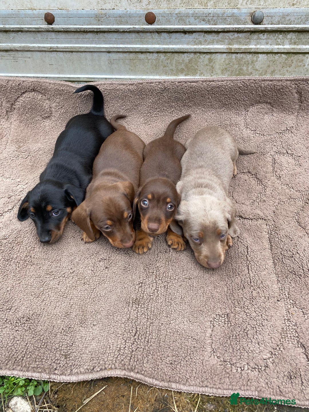 Dachshund dogs for sale: Dachshund  - Image 1