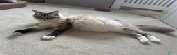 Ragcoon cats for sale: Gorgeous Mainecoon x ragdoll babies  - Advert 27