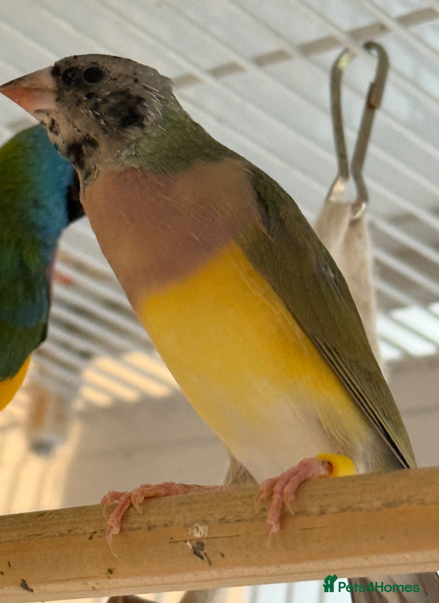 Finches birds Gouildian finch female  available 5 months old  - Advert 2