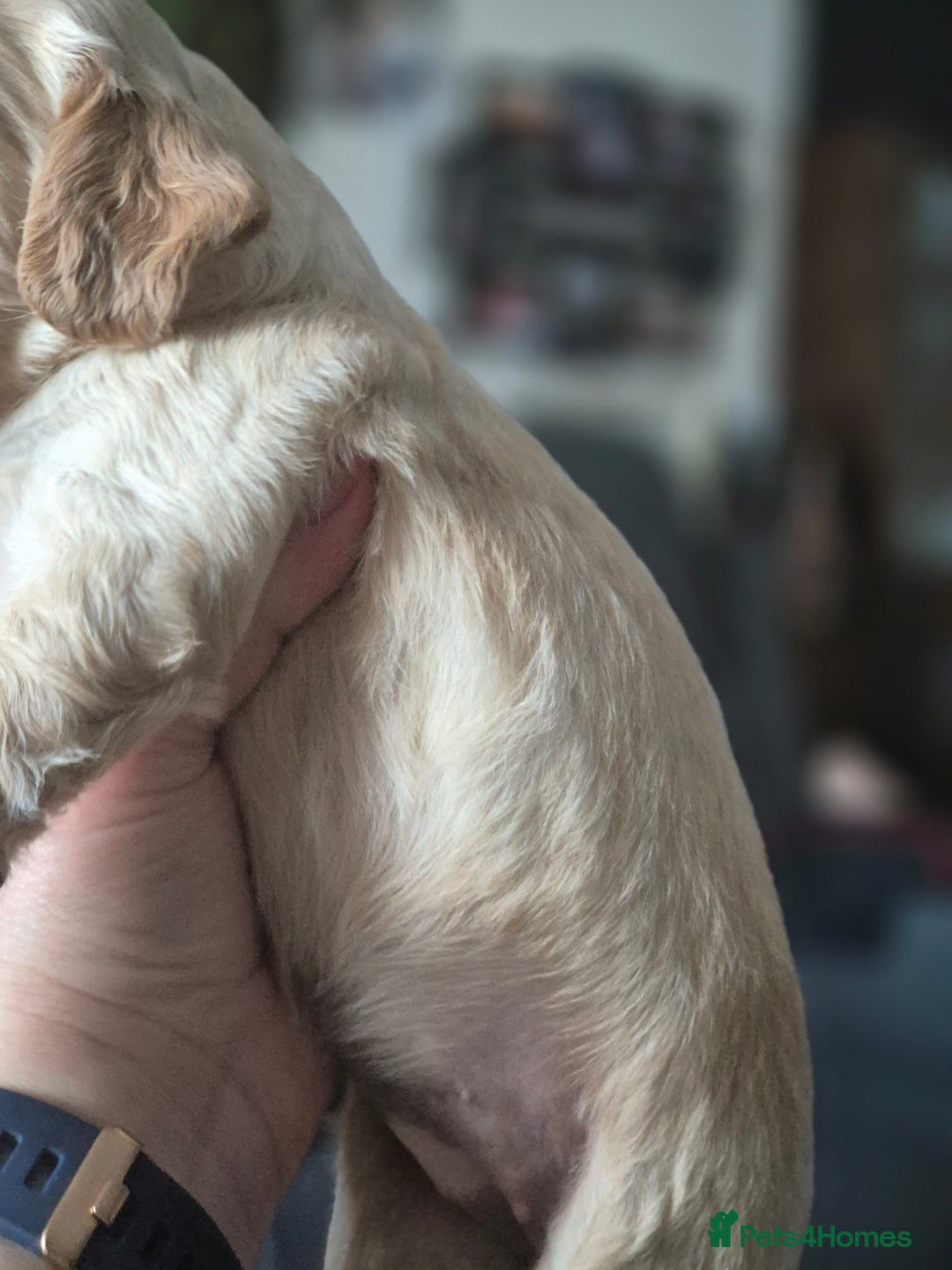Sprocker dogs for sale: Sprockers - Image 15
