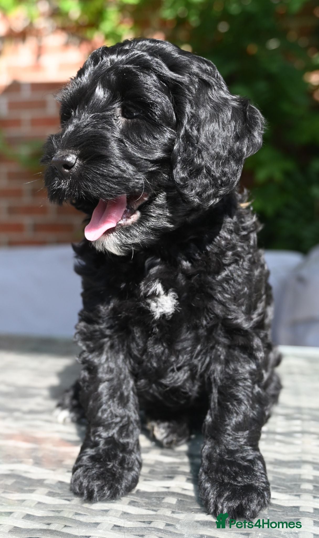 Cockapoo dogs for sale: 🌟 Vet-Checked F2 Cockapoo Girls – Ready 24 July🐾 - Advert 1