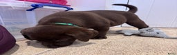 Labrador Retriever dogs for sale: Outstanding Quailty Chocolate Labrador Puppies - Advert 13