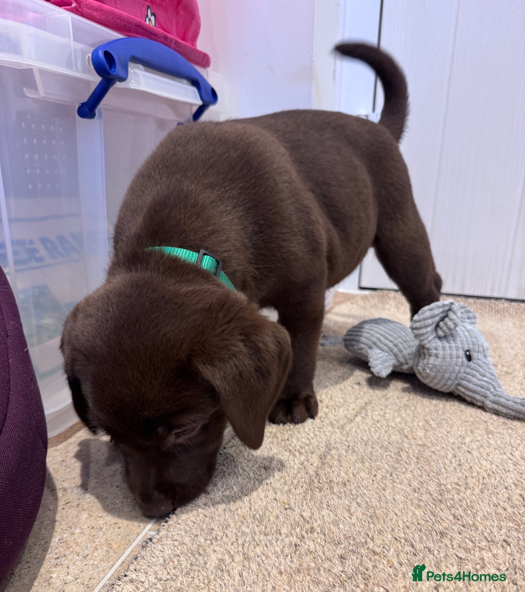 Labrador Retriever dogs for sale: Outstanding Quailty Chocolate Labrador Puppies - Advert 13