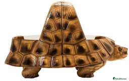 Tortoise reptiles for sale: The vividarium tortoise home - Image 2
