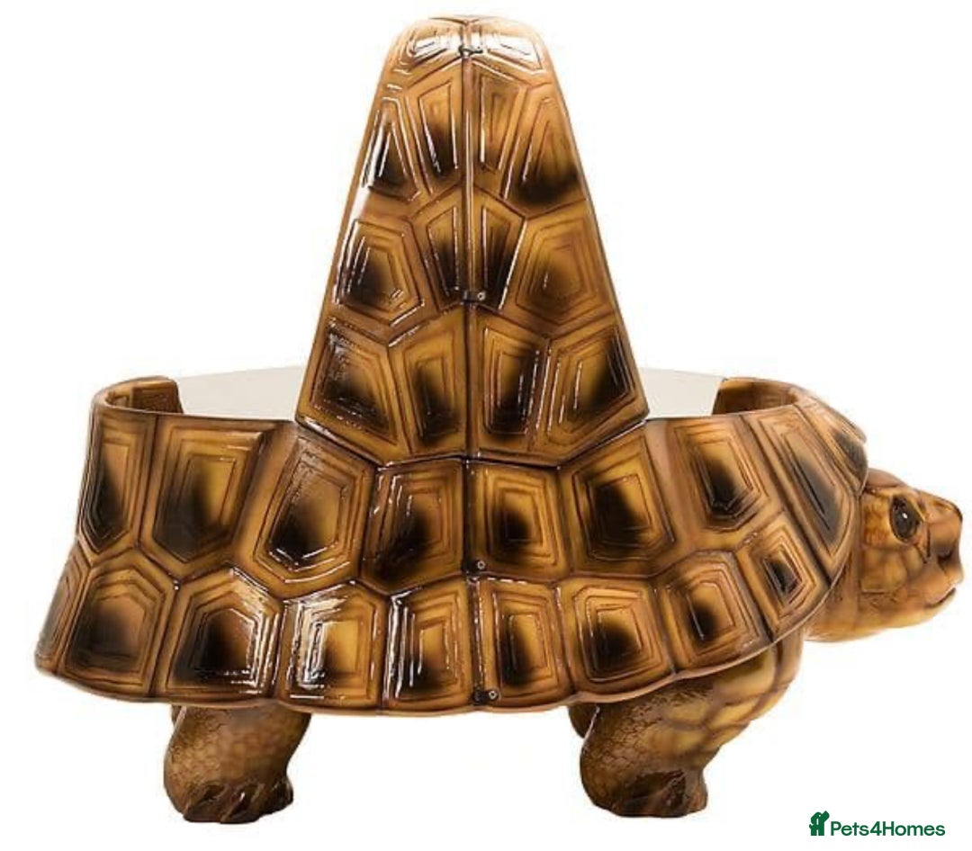 Tortoise reptiles for sale: The vividarium tortoise home - Image 2
