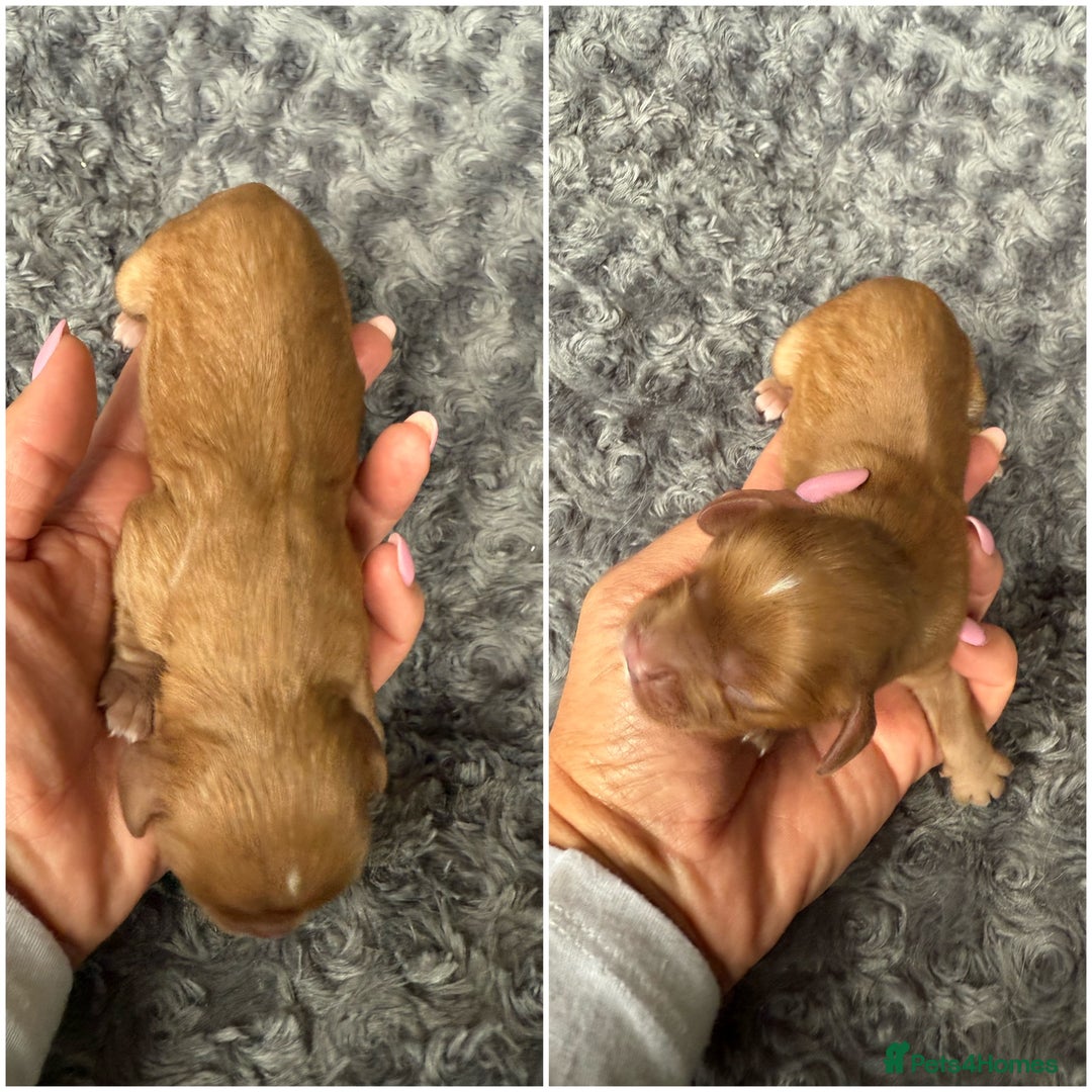 Cavalier King Charles Spaniel dogs for sale: Cavalier King Childs Sapaniel - Image 10