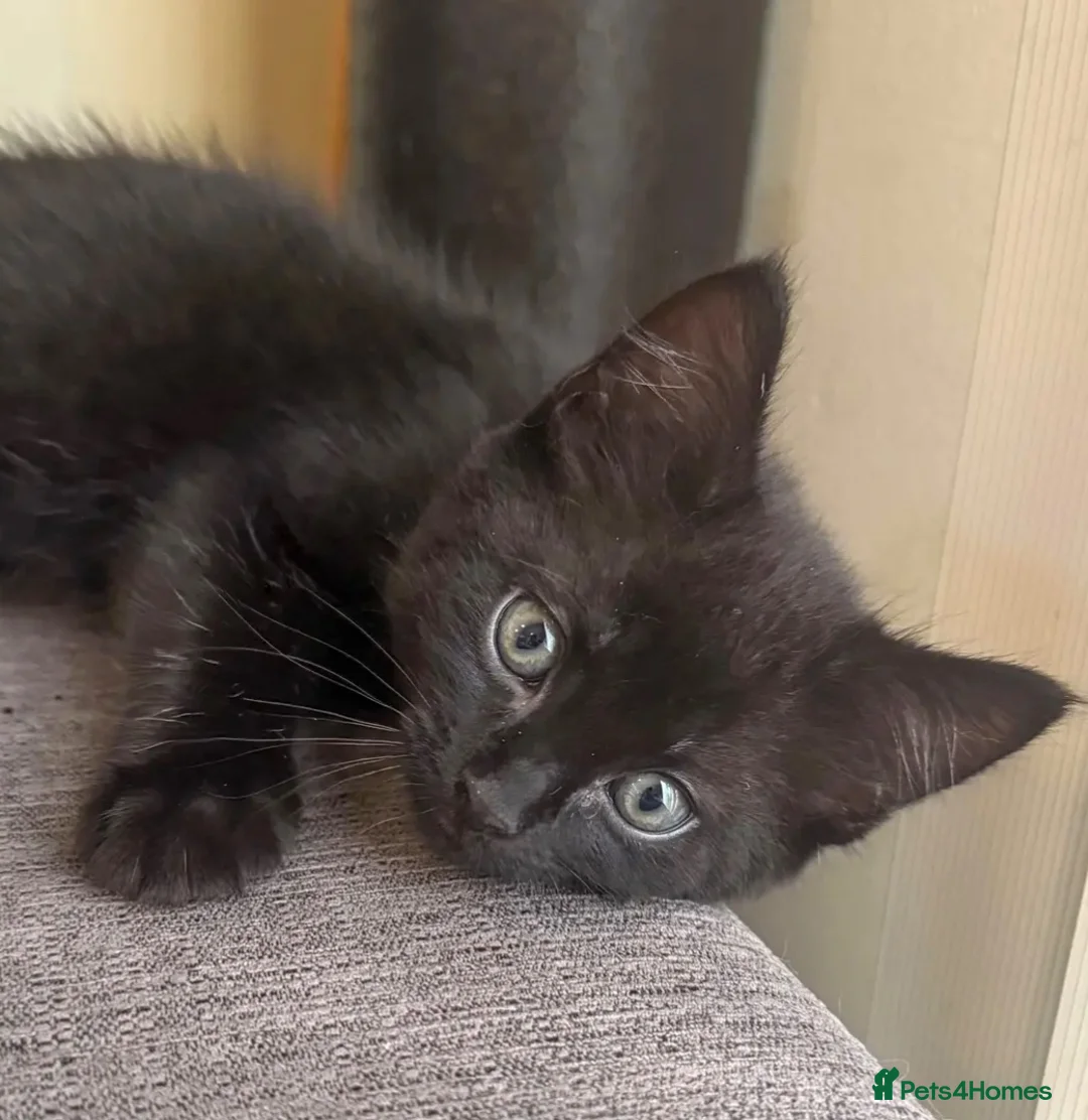 British Shorthair cats for sale: British Shorthair Kitten - Panther in Birmingham - Advert 2