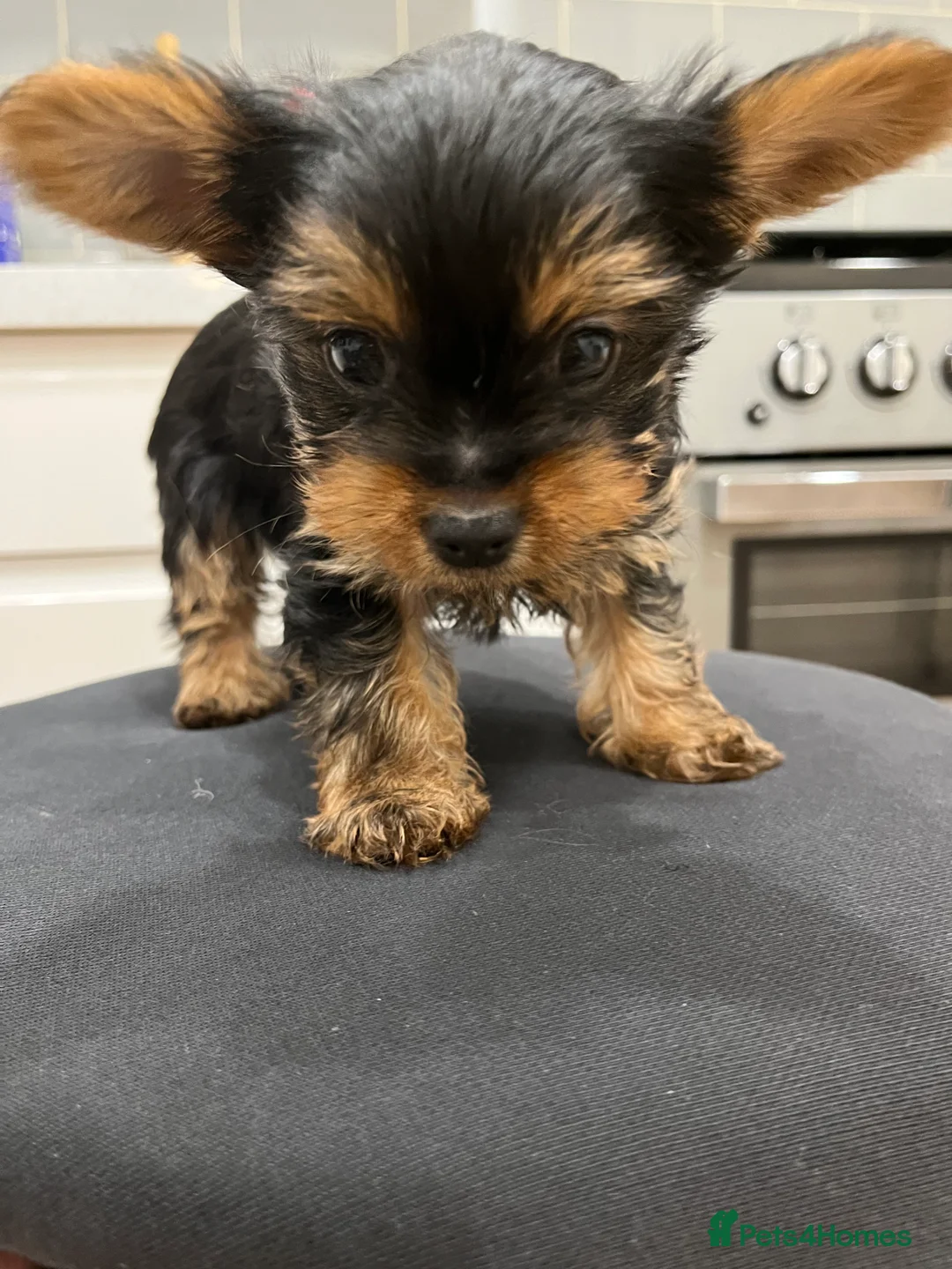 Yorkshire Terrier dogs for sale: READY NOW !! MINI YORKSHIRE TERRIERS FOR SALE - Advert 19
