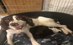 Sprocker dogs for sale: Sprocker puppies  - Image 6