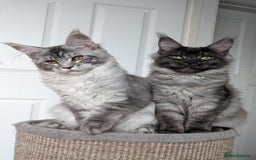Maine Coon cats for sale:  LAST Black Smoke Maine coon girl available  - Image 8