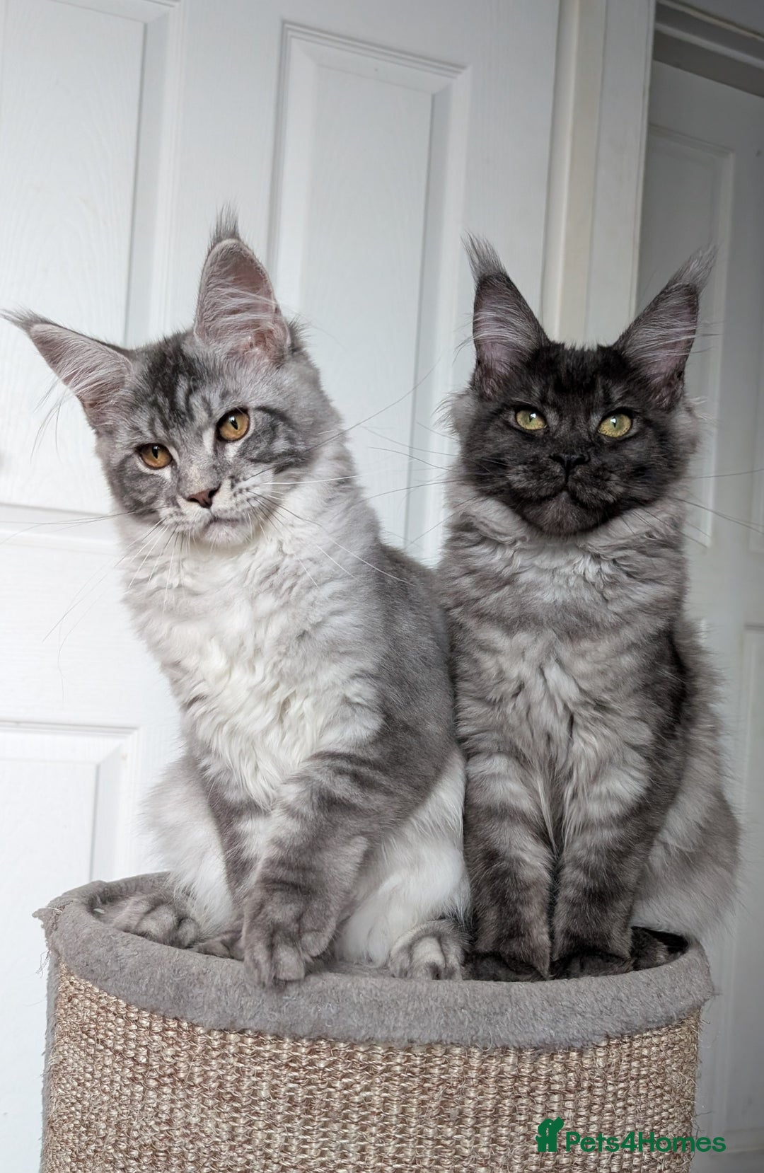 Maine Coon cats for sale:  LAST Black Smoke Maine coon girl available  - Image 8