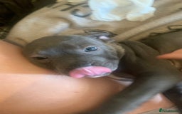 Staffordshire Bull Terrier dogs for sale: Blue Staffordshire bull terrier puppies  - Image 2