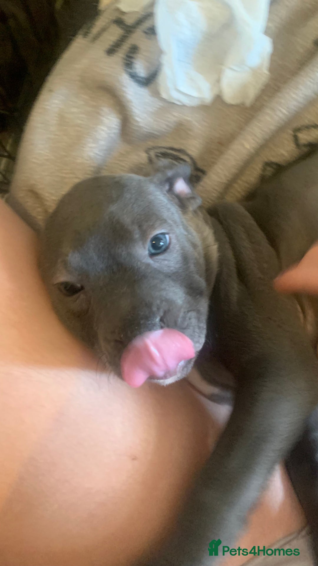 Staffordshire Bull Terrier dogs for sale: Blue Staffordshire bull terrier puppies  - Image 2
