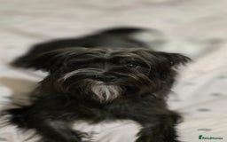 Morkie dogs for sale: Morkie - Image 2
