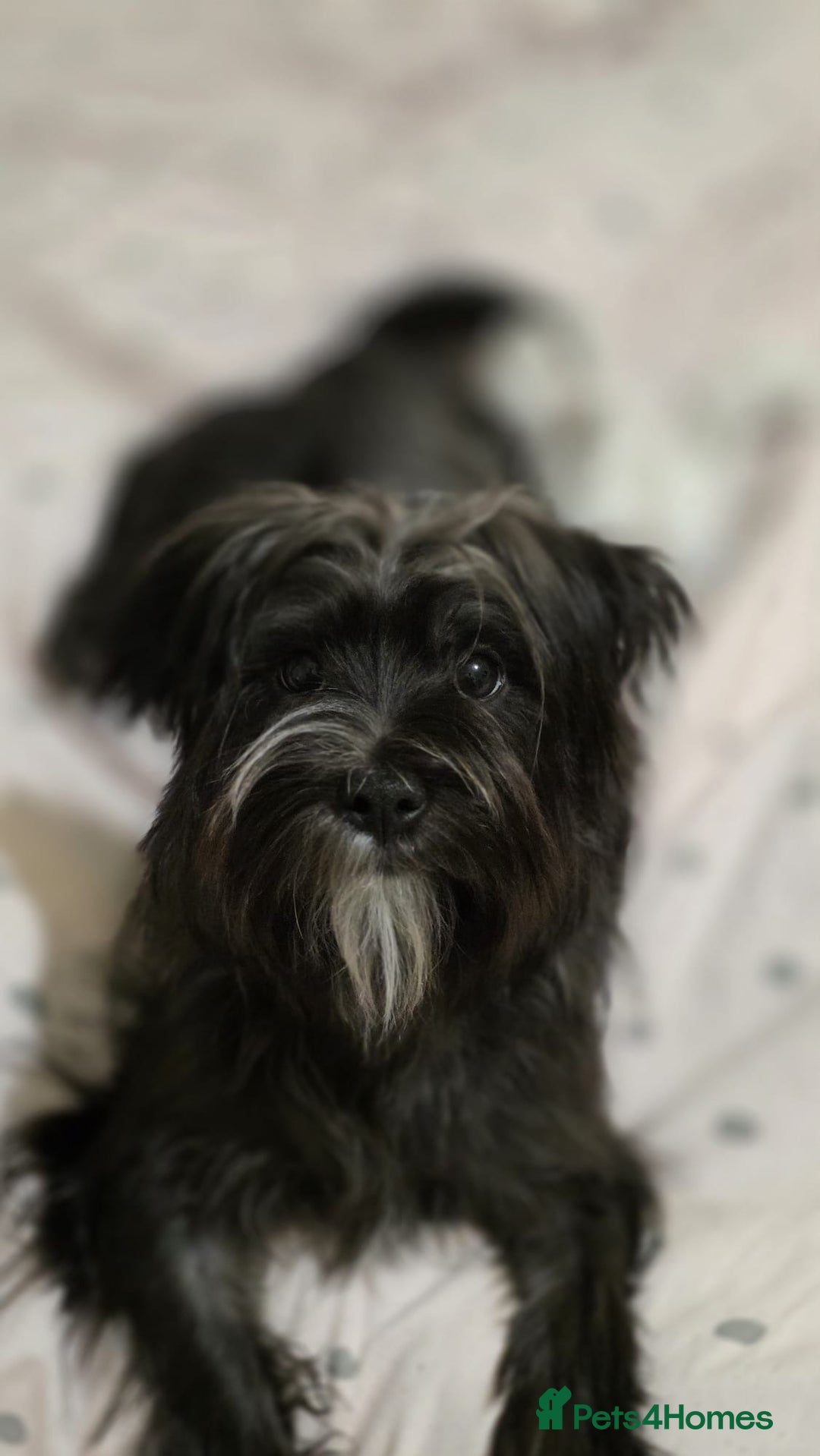 Morkie dogs for sale: Morkie - Image 2