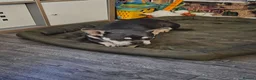 French Bulldog dogs for sale: French bulldog - Advert 2