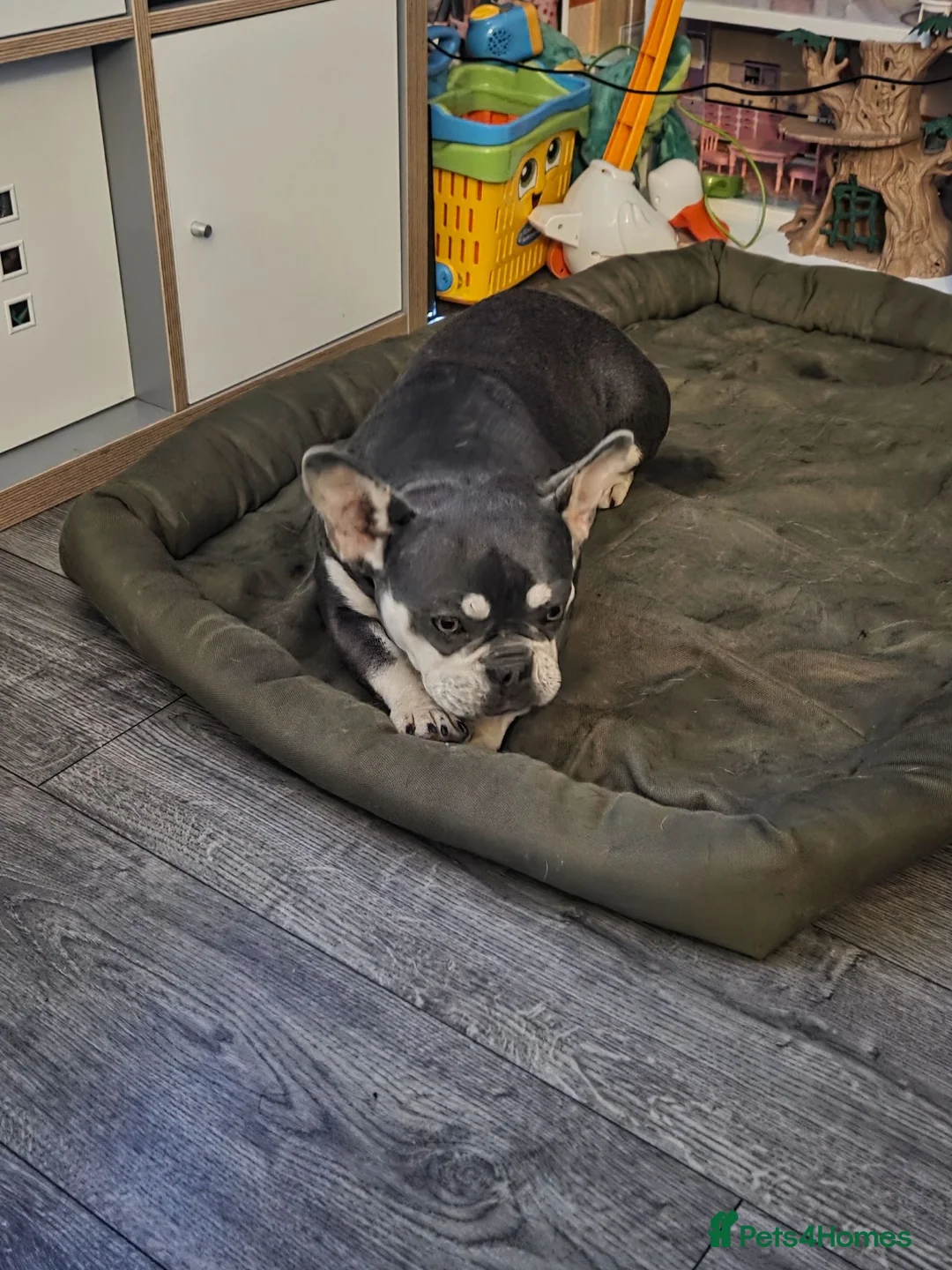 French Bulldog dogs for sale: French bulldog - Advert 2