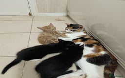 Mixed Breed cats for sale: Adorable Kittens Looking for Loving Homes - Image 4