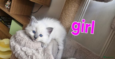 Ragdoll cats - Advert 2