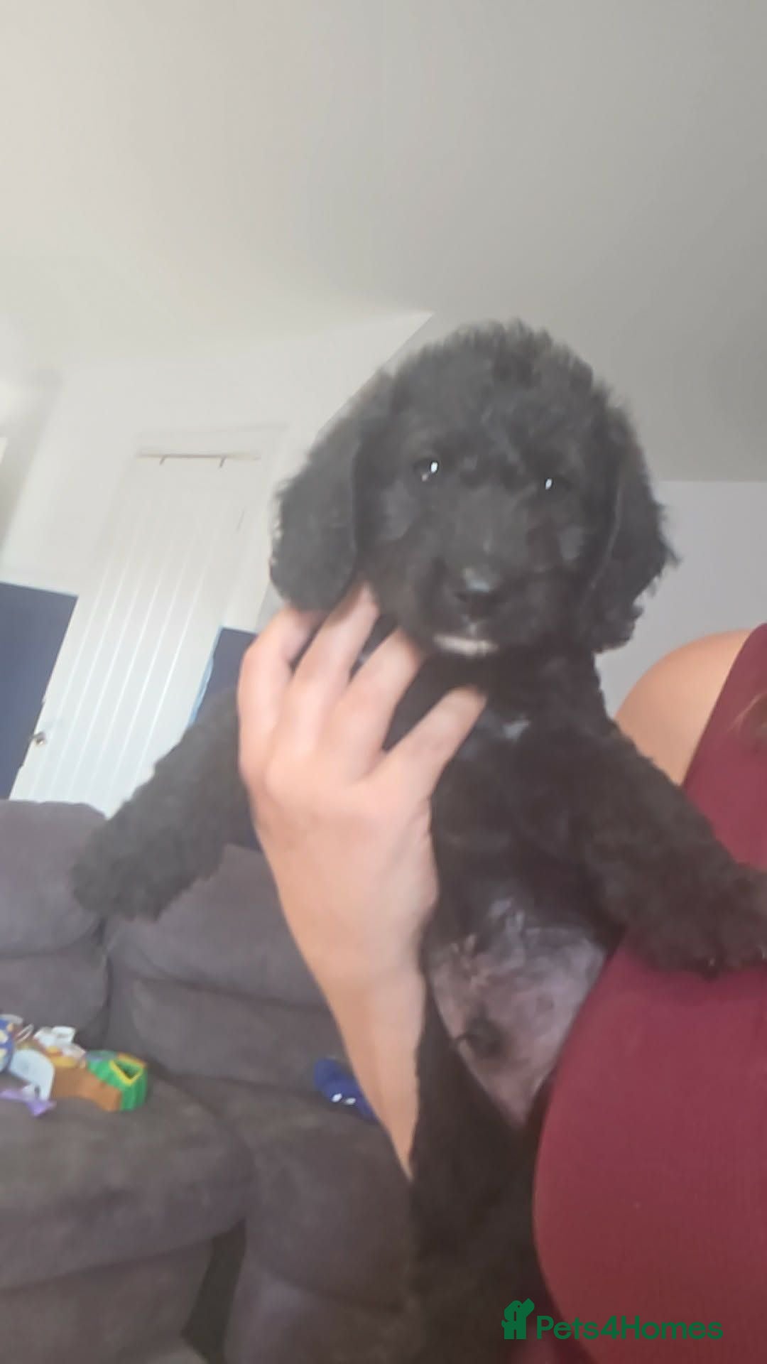 Labradoodle dogs Miniature labradoodle boys - Advert 2