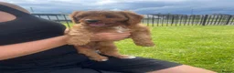 Cavapoo dogs for sale: Cavapoo pups in Bushmills - Advert 2