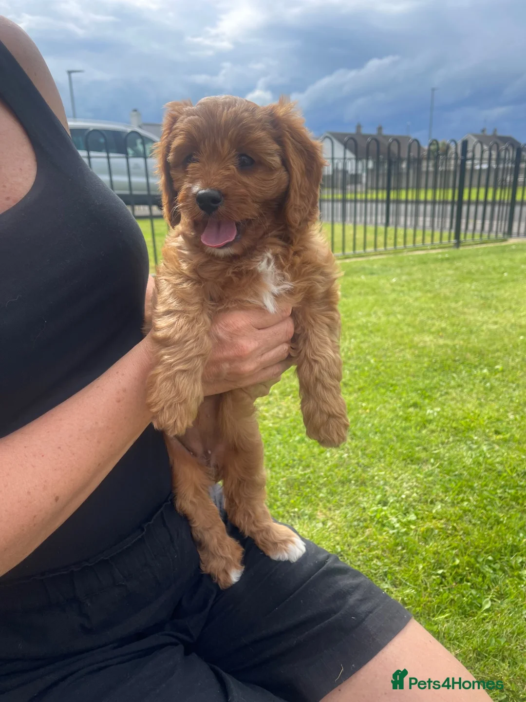 Cavapoo dogs for sale: Cavapoo pups in Bushmills - Advert 2
